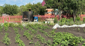 Смесь из 4 щепоток в лунку - картошка крупная, по ведру с каждого куста - проволочник не подползает