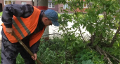 В Саранске убирают борщевик Сосновского