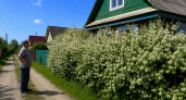 Лучший кустарник для цветущей живой изгороди: весной усыпан белоснежными цветами, как букет невесты - а летом спелым ягодами