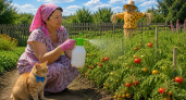 1 грамм на 1 литр воды - томатам на скорый налив и мясистость: главная подкормка июля 