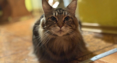 5 вещей, которые нельзя прощать кошке: опытные зоопсихологи дали ответ - запомните, а лучше запишите 