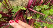 Варю свеклу всего за  15 минут: есть одна уловка при варке — выходит вкуснее, сочнее и без запаха на весь дом