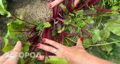 Варю свеклу всего лишь за 15 минут: одна уловка при варке — выходит вкуснее, сочнее и без запаха на весь дом