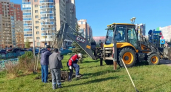 Саранск зеленеет: в «Восточном» высадили 112 сосен, а в «Юбилейном» появились новые породы деревьев