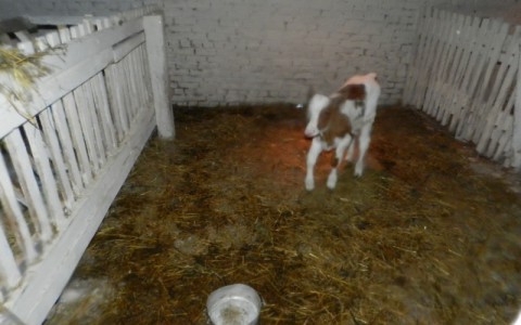 Жителя Мордовии в год Петуха задержали за то, что он украл и съел теленка (фото)