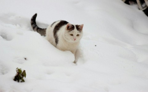 Найди себе друга в Саранске: котик Балу и красавица Руно ищут дом