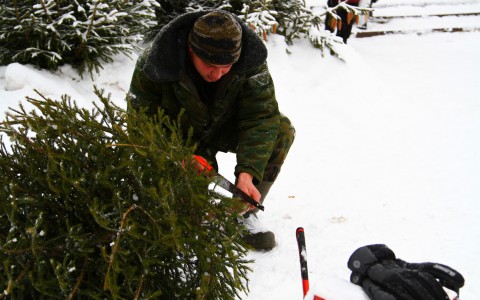 Саранск заполонят никому ненужные елки