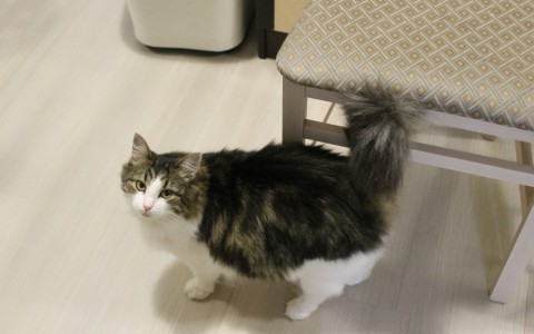 Кошкам и собакам начнут выписывать электронные рецепты