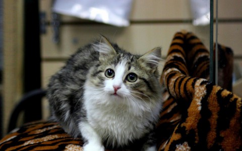 Найди себе друга в Саранске: кот Степан и кошечка Маша ищут дом