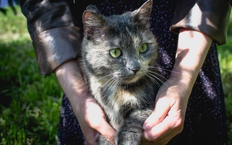 Найди себе друга в Саранске: котик Кеша и грациозная кошечка Катя