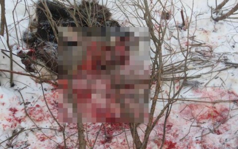 В Мордовии подозреваемого нашли по следам от снегохода