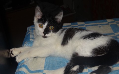 Найди себе друга в Саранске: кот Шустрик и добрый пес ищут дом