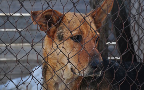 В Саранске замерзают брошенные цирком животные