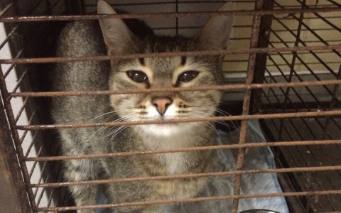 Найди себе друга в Саранске: кошечку усыпят, если не найдут дом