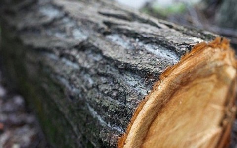 Житель Мордовии нарубил дубов на 126 тысяч рублей