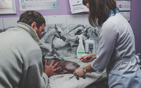 В 2018 все домашние животные в Мордовии будут с бирками