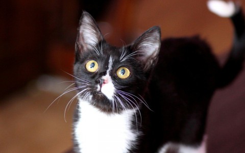 Найди себе друга в Саранске: красивая кошка Карина и щенки ищут дом