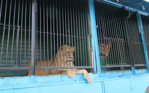 В день Влюбленных в саранском зоопарке случилось прибавление