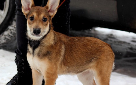 Найди себе друга в Саранске: щенок Шайн и котик Проша ищут дом