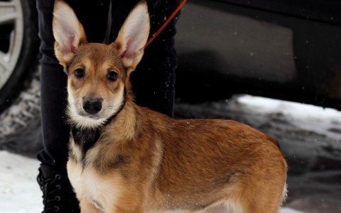 Найди себе друга в Саранске: щенок Щайн и котик Каспер ищут дом