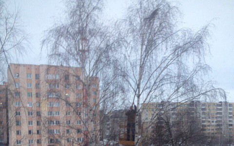 В Саранске мартовского кота снимали с помощью вышки