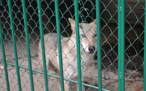 В Саранском зоопарке наметился бэби-бум