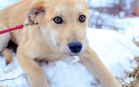 Найди себе друга в Саранске: щенок Айоф и котенок Амура ищут дом