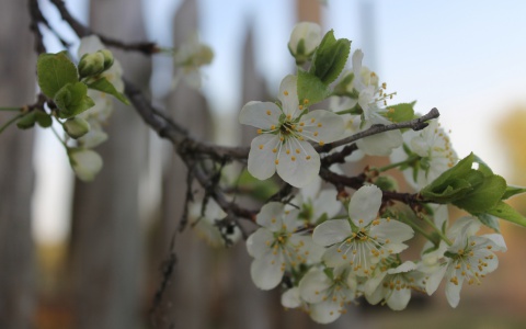 Погода в Саранске 22 марта: температура будет комфортной