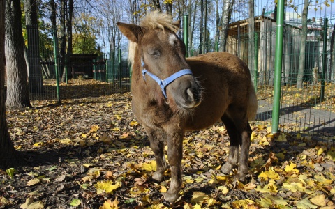 Жительница Саранска через суд добивается выплат за покалеченного пони