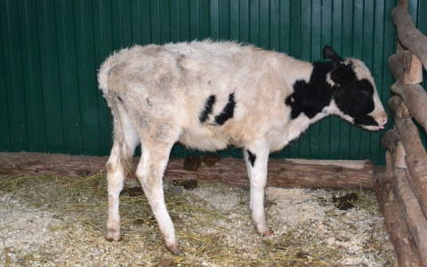 Жительница Мордовии попалась на краже теленка с фермы