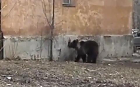 В центре Челябинска разгуливал медведь