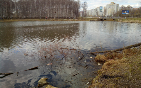 Тело пропавшей школьницы найдено в саранском пруду