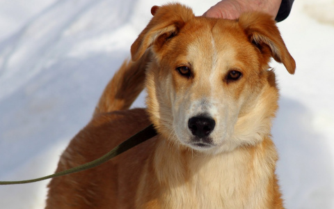 Найди себе друга в Саранске:  щенок Рыжик и кошка Ксения ищут дом