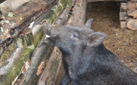В Мордовии ранее судимый мужчина украл у соседки поросенка