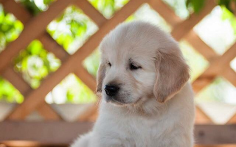 Топ-7 самых милых щенят Саранска