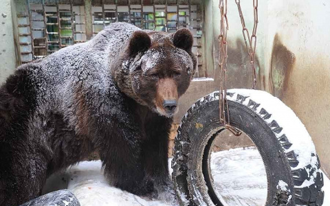 В Медногорске медведь гонялся за собаками, а напугал прохожих