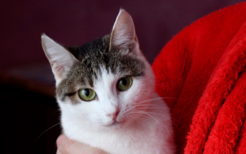 Найди себе друга в Саранске: кошечка Зайка и щенок Рыжик ищут дом