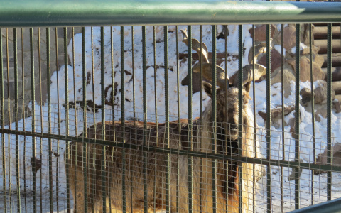 В саранском зоопарке вновь ожидается пополнение