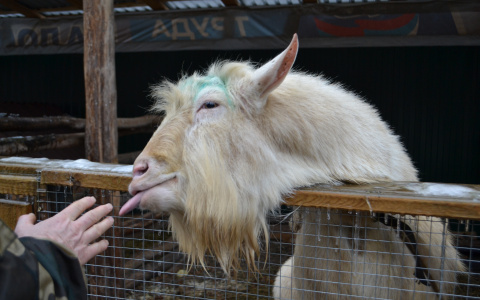 Саранский зоопарк может столкнуться с трудностями при продаже жеребенка