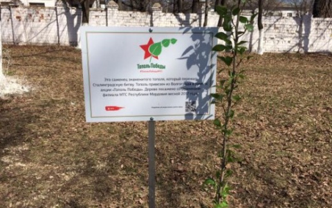 Знаменитый «Тополь Победы» посадили в Саранске