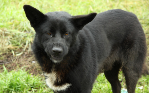 В Ленинградской области мужчина натравил свою собаку на фельдшера «Скорой»