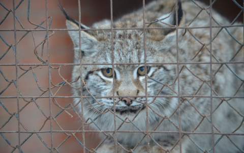 В Саранск привезли животных-киногероев