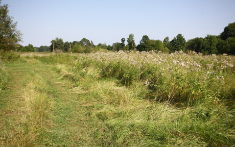 Погода в Саранске 30 апреля: будет солнечно