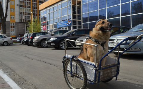 Житель Саранска катается по городским дорогам вместе с псом-байкером