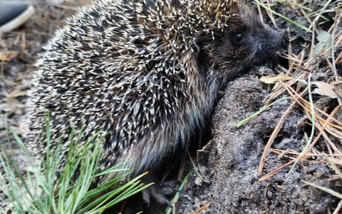 Школьник из Челябинска избил одноклассника ежом