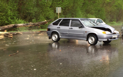 В Мордовии дерево рухнуло на автомобиль