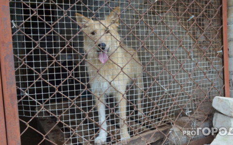 В Кузнецке собака изуродовала лицо четырехлетнему ребенку