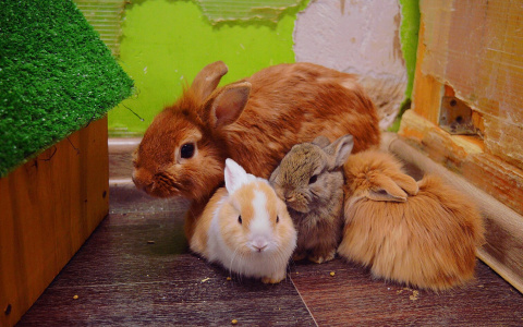 Саранский контактный зоопарк выгнали на улицу?