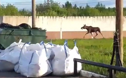 По улицам Саранска прогуливался лось