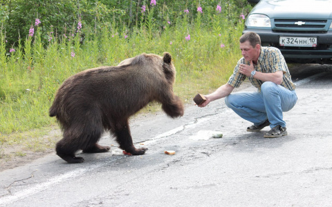 На Урале причиной ДТП с двумя автомобилями стал медведь